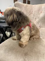 Ronnie, a male Shih Tzu for sale in Tampa, FL – 3 of 5