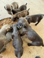 Suki, a female Cane Corso for sale in Tampa, FL – 3 of 4