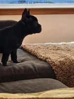 Ozzy, a male French Bulldog for sale in Sioux Falls, SD – 4 of 6