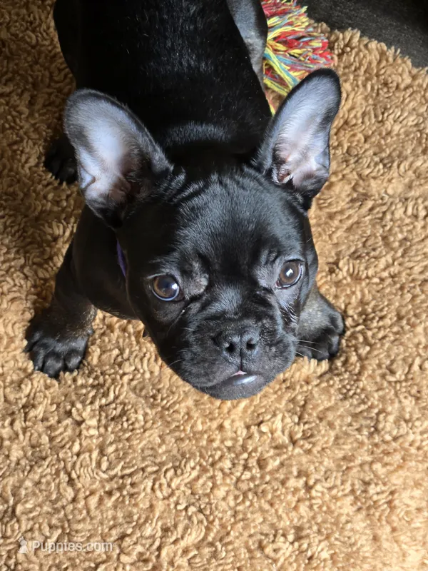 Ozzy – French Bulldog puppy on hold in Sioux Falls, SD