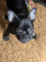 Ozzy, a male French Bulldog for sale in Sioux Falls, SD – 1 of 6