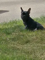 Ozzy, a male French Bulldog for sale in Sioux Falls, SD – 5 of 6