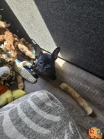 Ozzy, a male French Bulldog for sale in Sioux Falls, SD – 2 of 6