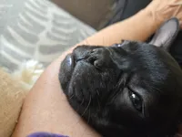 Ozzy, a male French Bulldog for sale in Sioux Falls, SD – 6 of 6