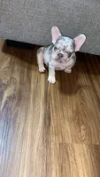 Ziggy, a male French Bulldog for sale in Knoxville, TN – 5 of 5