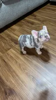 Ziggy, a male French Bulldog for sale in Knoxville, TN – 3 of 5