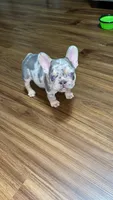 Ziggy, a male French Bulldog for sale in Knoxville, TN – 2 of 5