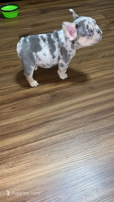 Ziggy – French Bulldog puppy for sale in Knoxville, TN