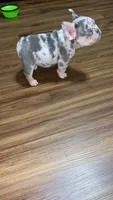 Ziggy, a male French Bulldog for sale in Knoxville, TN – 1 of 5