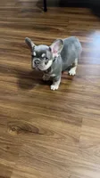 Rocko, a male French Bulldog for sale in Knoxville, TN – 5 of 5