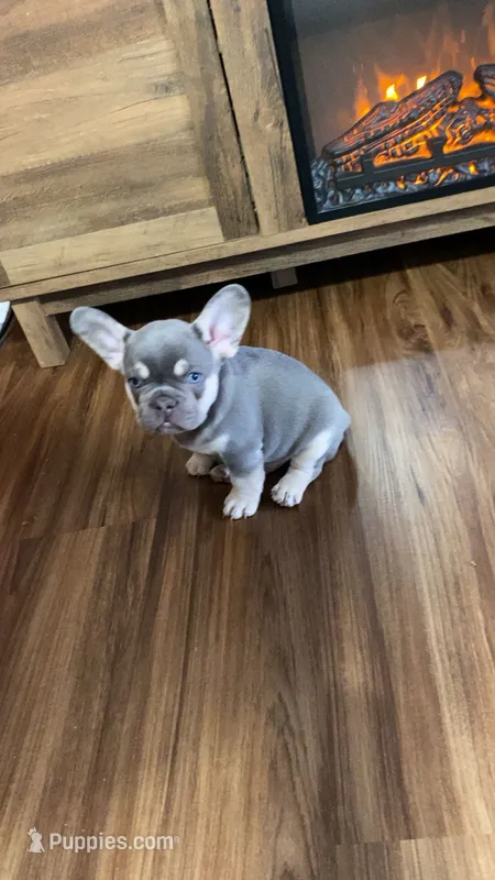 Rocko – French Bulldog puppy for sale in Knoxville, TN