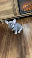 Rocko, a male French Bulldog for sale in Knoxville, TN – 1 of 5