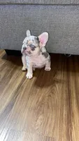 Ziggy, a male French Bulldog for sale in Knoxville, TN – 4 of 5