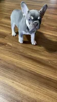 Rocko, a male French Bulldog for sale in Knoxville, TN – 3 of 5