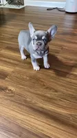 Rocko, a male French Bulldog for sale in Knoxville, TN – 2 of 5