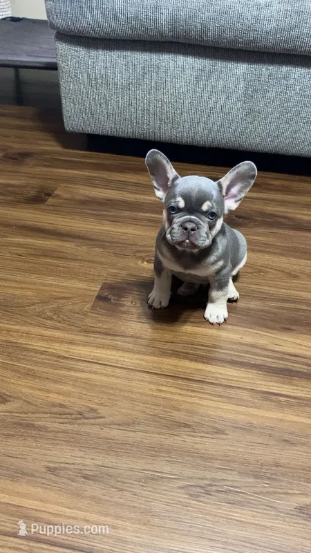 Rocko – French Bulldog puppy for sale in Knoxville, TN