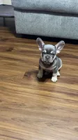 Rocko, a male French Bulldog for sale in Knoxville, TN – 4 of 5