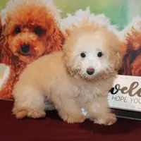 Willie, a male Bichon Frise and Poodle - Toy  for sale in Jacksonville, FL – Photo 1 of 8