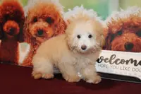 Willie, a male Bichon Frise and Poodle - Toy  for sale in Jacksonville, FL – Photo 1 of 8