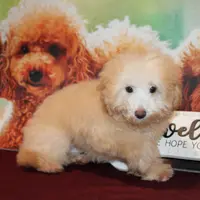 Willie, a male Bichon Frise and Poodle - Toy  for sale in Jacksonville, FL – Photo 8 of 8
