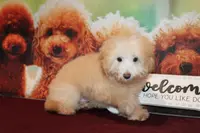 Willie, a male Bichon Frise and Poodle - Toy  for sale in Jacksonville, FL – Photo 8 of 8