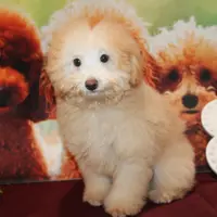 Willie, a male Bichon Frise and Poodle - Toy  for sale in Jacksonville, FL – Photo 2 of 8