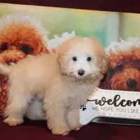 Willie, a male Bichon Frise and Poodle - Toy  for sale in Jacksonville, FL – Photo 3 of 8