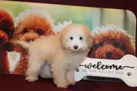 Willie, a male Bichon Frise and Poodle - Toy  for sale in Jacksonville, FL – Photo 3 of 8