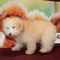 Willie, a male Bichon Frise and Poodle - Toy  for sale in Jacksonville, FL – Photo 4 of 8