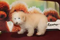 Willie, a male Bichon Frise and Poodle - Toy  for sale in Jacksonville, FL – Photo 4 of 8