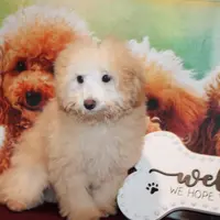 Willie, a male Bichon Frise and Poodle - Toy  for sale in Jacksonville, FL – Photo 6 of 8