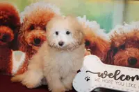Willie, a male Bichon Frise and Poodle - Toy  for sale in Jacksonville, FL – Photo 6 of 8