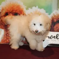 Willie, a male Bichon Frise and Poodle - Toy  for sale in Jacksonville, FL – Photo 5 of 8