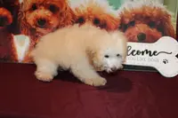 Willie, a male Bichon Frise and Poodle - Toy  for sale in Jacksonville, FL – Photo 7 of 8