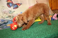 Delilah, a female Goldendoodle for sale in Jacksonville, FL – 2 of 8