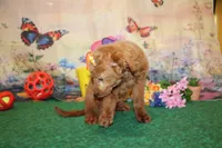Delilah, a female Goldendoodle for sale in Jacksonville, FL – 8 of 8