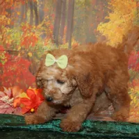 Cookie, a female Miniature Labradoodle for sale in Jacksonville, FL – Photo 3 of 8