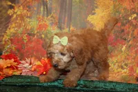 Cookie, a female Miniature Labradoodle for sale in Jacksonville, FL – Photo 3 of 8