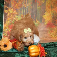 Cookie, a female Miniature Labradoodle for sale in Jacksonville, FL – Photo 7 of 8