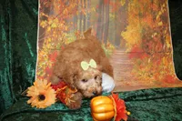 Cookie, a female Miniature Labradoodle for sale in Jacksonville, FL – Photo 7 of 8