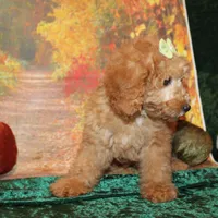 Cookie, a female Miniature Labradoodle for sale in Jacksonville, FL – Photo 4 of 8