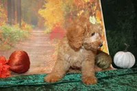 Cookie, a female Miniature Labradoodle for sale in Jacksonville, FL – Photo 4 of 8