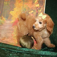 Cookie, a female Miniature Labradoodle for sale in Jacksonville, FL – Photo 8 of 8