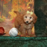 Cookie, a female Miniature Labradoodle for sale in Jacksonville, FL – Photo 2 of 8