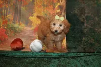 Cookie, a female Miniature Labradoodle for sale in Jacksonville, FL – Photo 2 of 8