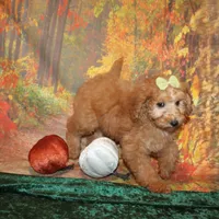 Cookie, a female Miniature Labradoodle for sale in Jacksonville, FL – Photo 1 of 8