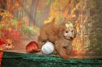 Cookie, a female Miniature Labradoodle for sale in Jacksonville, FL – Photo 1 of 8