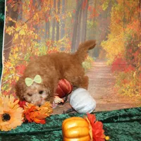 Cookie, a female Miniature Labradoodle for sale in Jacksonville, FL – Photo 6 of 8