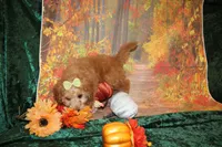 Cookie, a female Miniature Labradoodle for sale in Jacksonville, FL – Photo 6 of 8