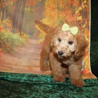 Cookie, a female Miniature Labradoodle for sale in Jacksonville, FL – Photo 5 of 8